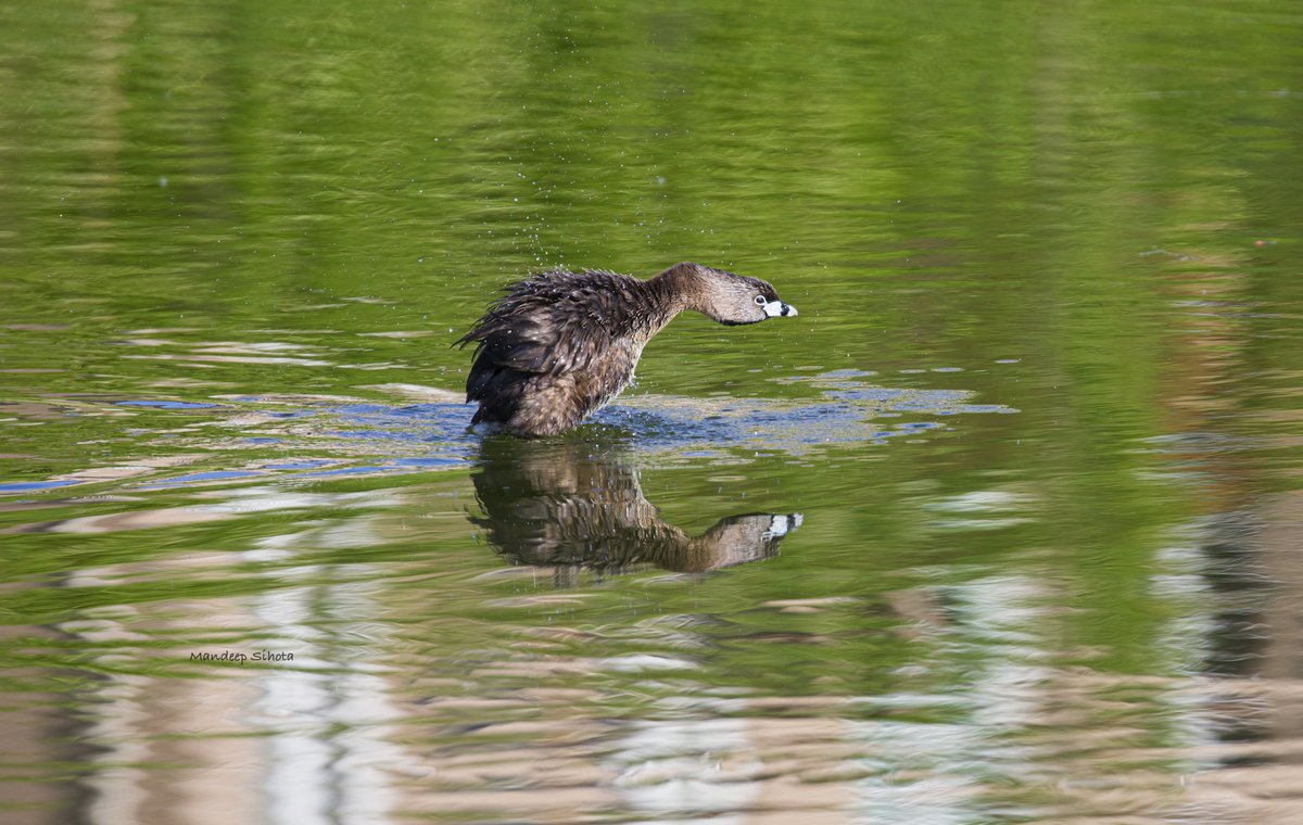 Pied billed Grebe 😊 #ducks #ducksinwild #duckphotography #Smile #Twitterducks #Ducksoftwitter #twitternaturephotography #Canon #twitternaturecommunity #IndiAves #shotoncanon #Canonphotography