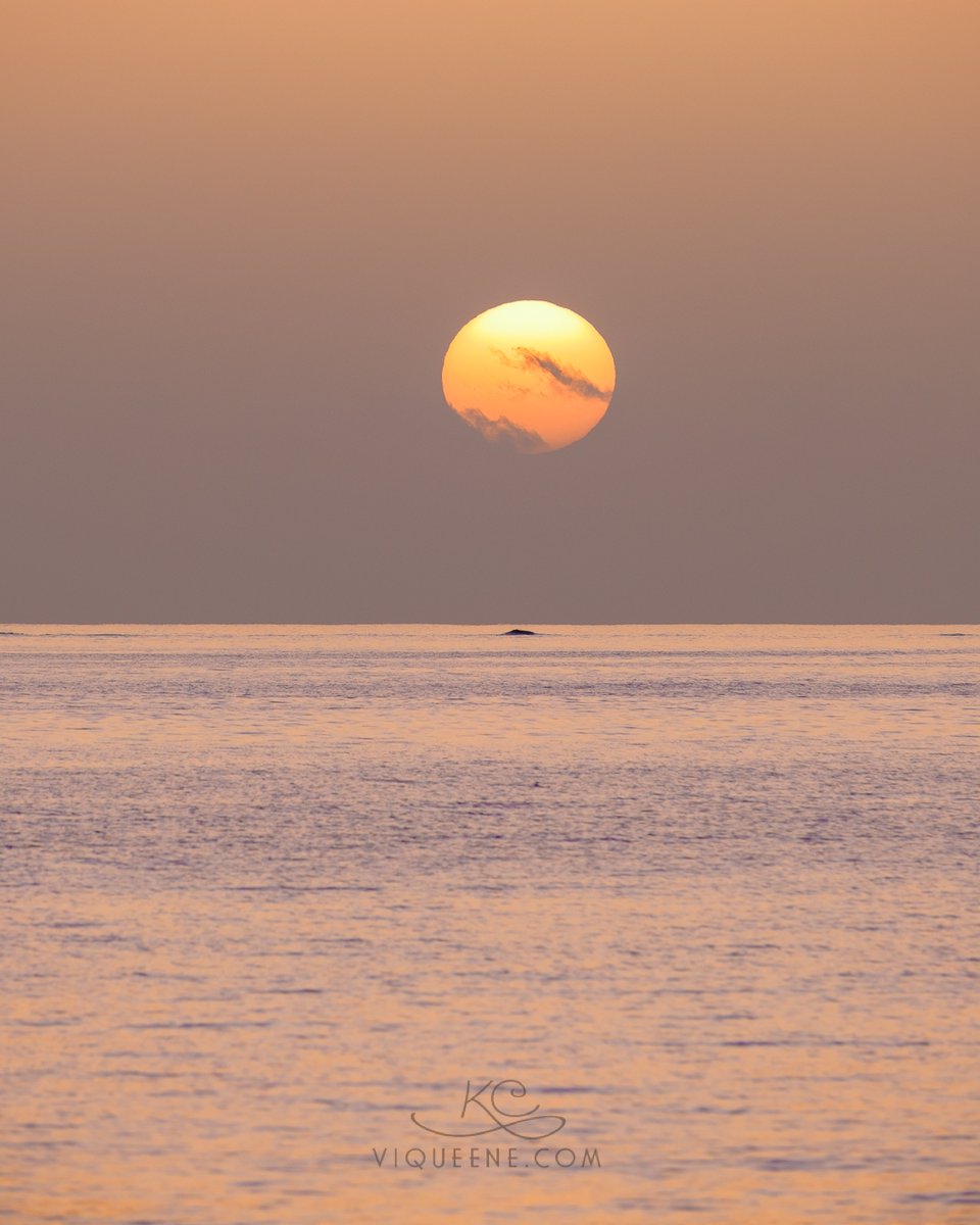 viqueene's tweet photo. Caribbean #sunrise 🇵🇷
The sun burning through a thick band of fog at the horizon.

https://t.co/Fh2CHNhV8i
https://t.co/VKCLmF4Z1v
📷 #photographer #PuertoRico https://t.co/P67B5HUght