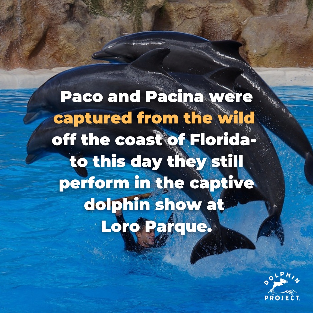 Both dolphins were capture in the 1980's and were initially sent to Dolphin Research Center before being sent to Loro Parque. More on their stories and help take action at: bit.ly/3qqQOL3
#DolphinProject #DontBuyATicket