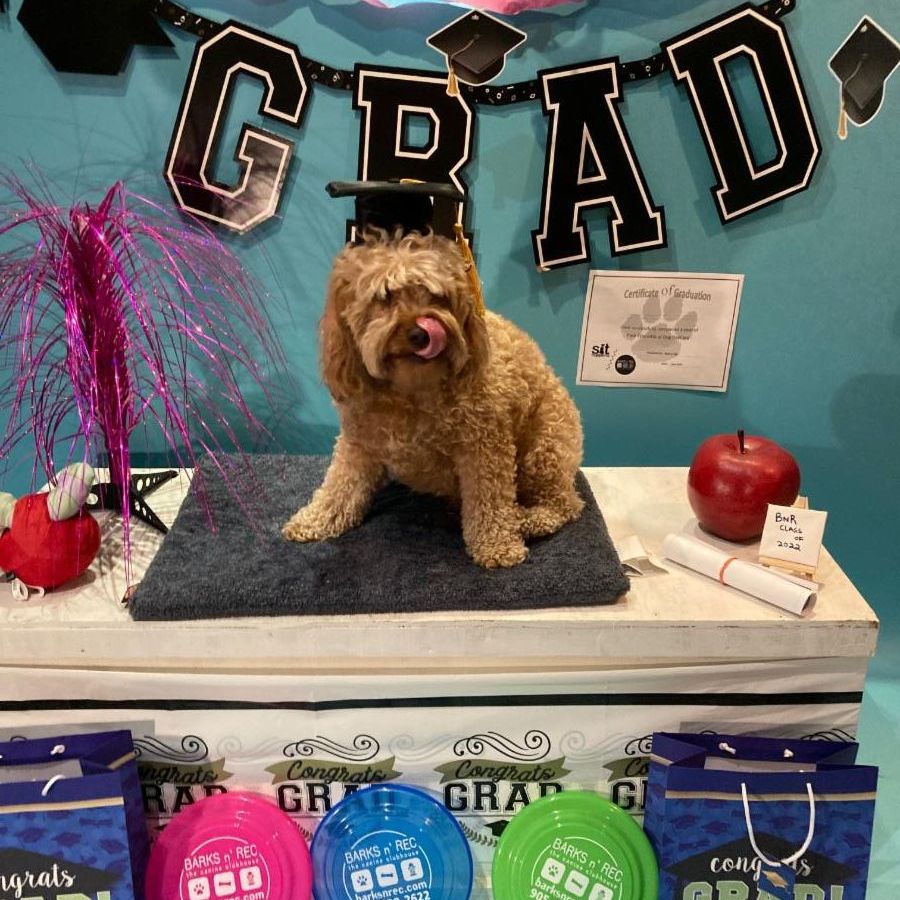 BarksnRecGTA's tweet photo. Latest Dog News &amp; Events
https://t.co/22ZoANhkEu
https://t.co/QvoVLHCvbD https://t.co/1HQGzuddGc