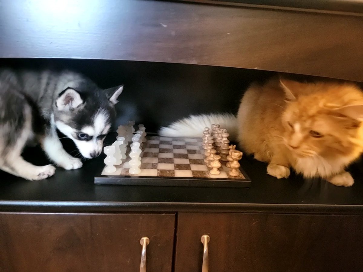 _GhostNFT_'s tweet photo. Zelda the pomsky 😀 #pomsky https://t.co/ghyKKrjMnq