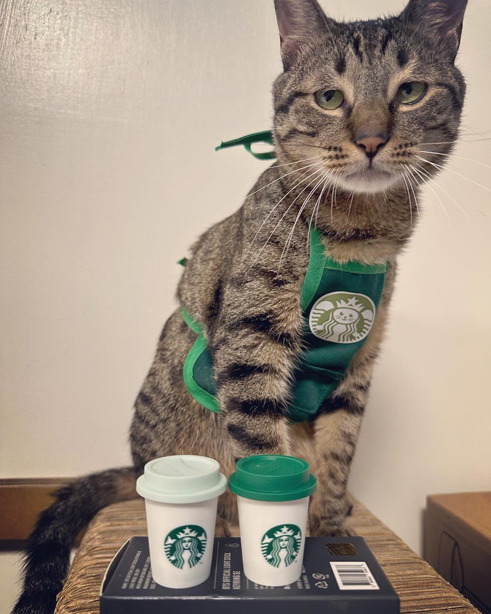 dan on Twitter "RT CatWorkers