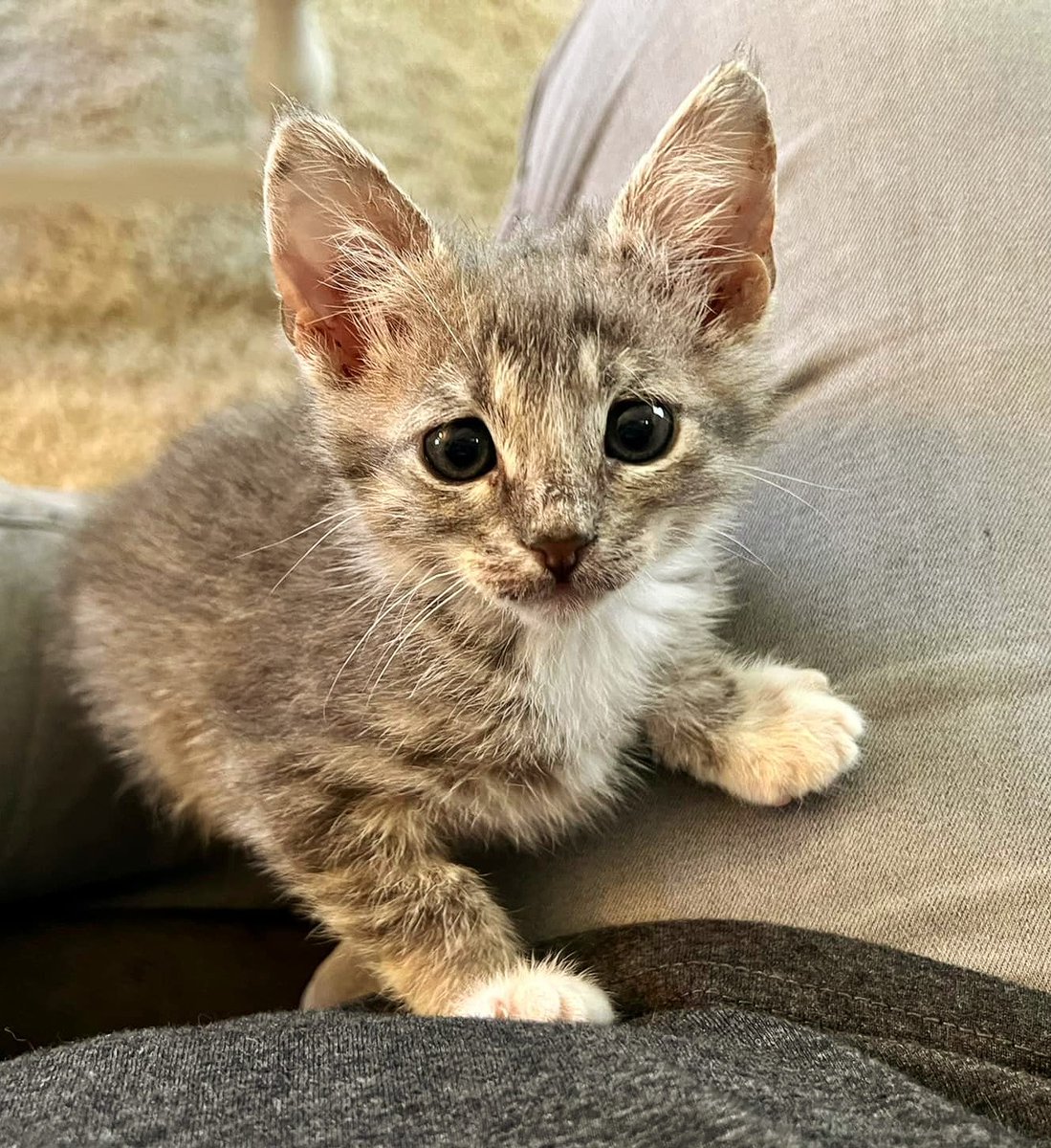 'In my next life, I want to be a cat.
 To sleep 20 hours a day and wait to be fed. 
To sit around licking my ass.'
 — Charles Bukowski 
PURRlease supPURRt our mission by visiting ItsieBitsieRescue.org #lifeinthefosterhood #savinglives #kittenseason #fosters2022  #gratitude