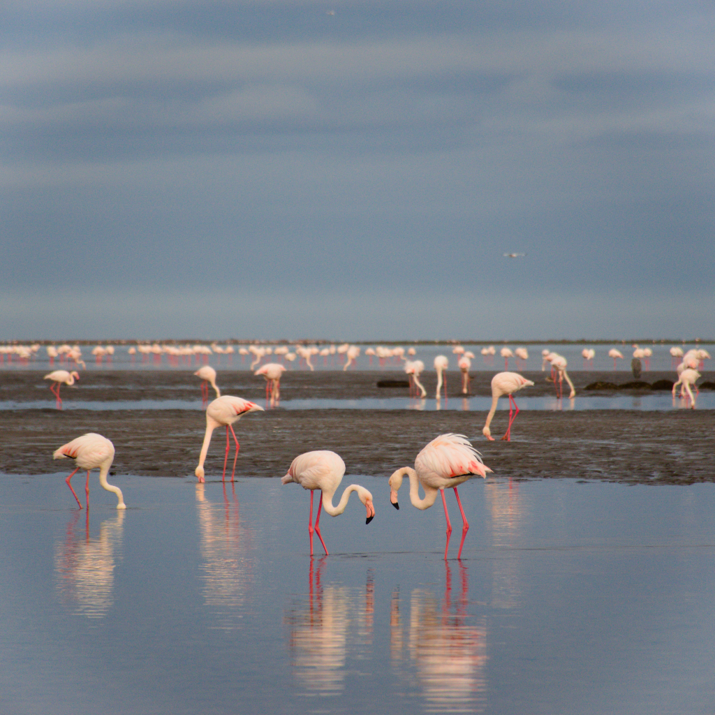 A #flamboyance of #Flamingos #foraging, Namibia
.
.
.

#GreaterFlamingos
#WildFlamingos
#AfricanBirds
#NamibiaWildlife
#NamibiaBirds
#WalvisBay
#WhiteBirds
#PinkBirds
#ColorfulBirds
#WaterBirds
#SaltWater

#aviation #Ornithology #Wildbirds #BirdWatching #BirdHabitat #BirdEnglish