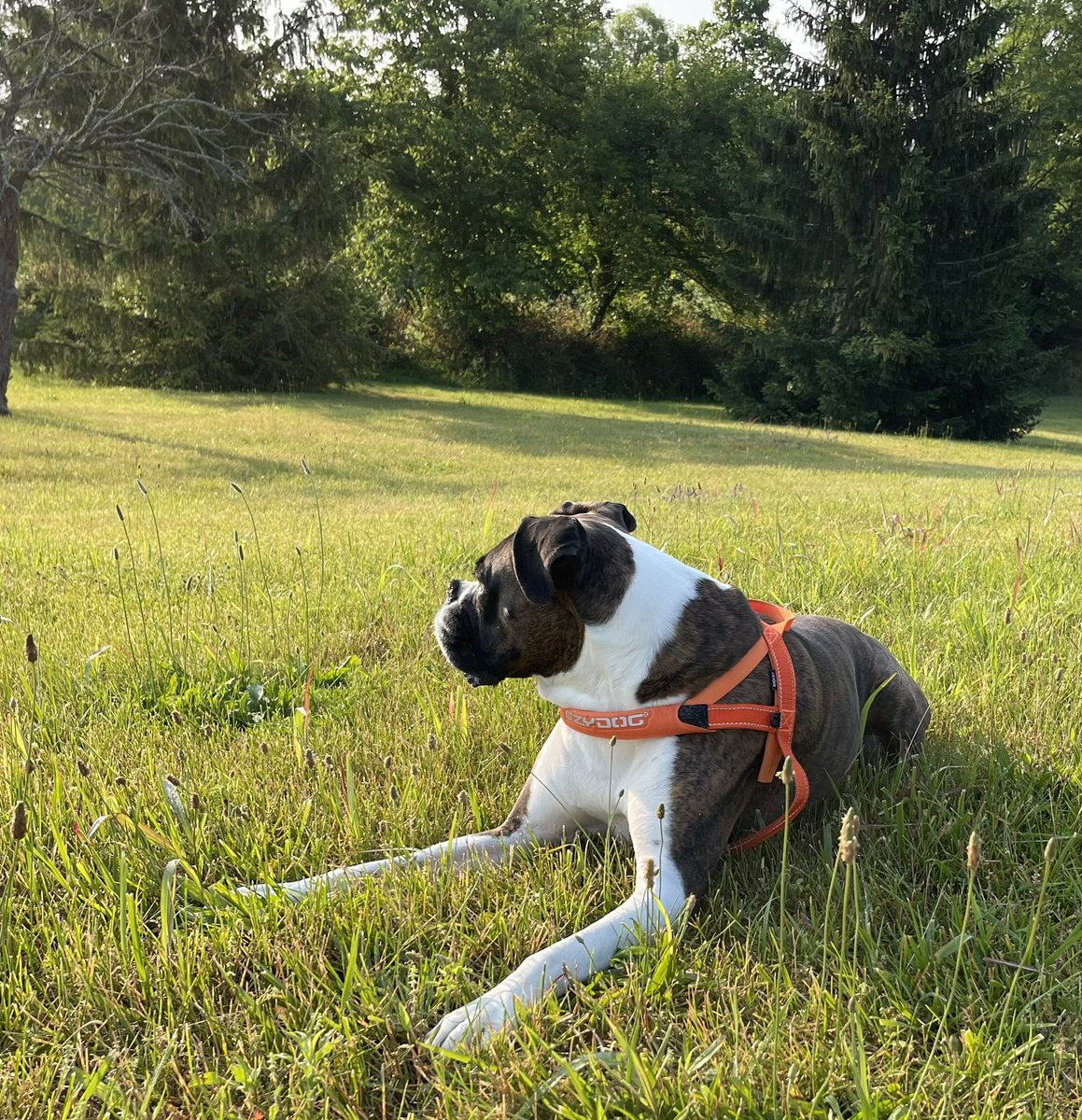 Beauty KY day with my champ 💜 <a href="/EzyDogUSA/">EzyDog USA</a>