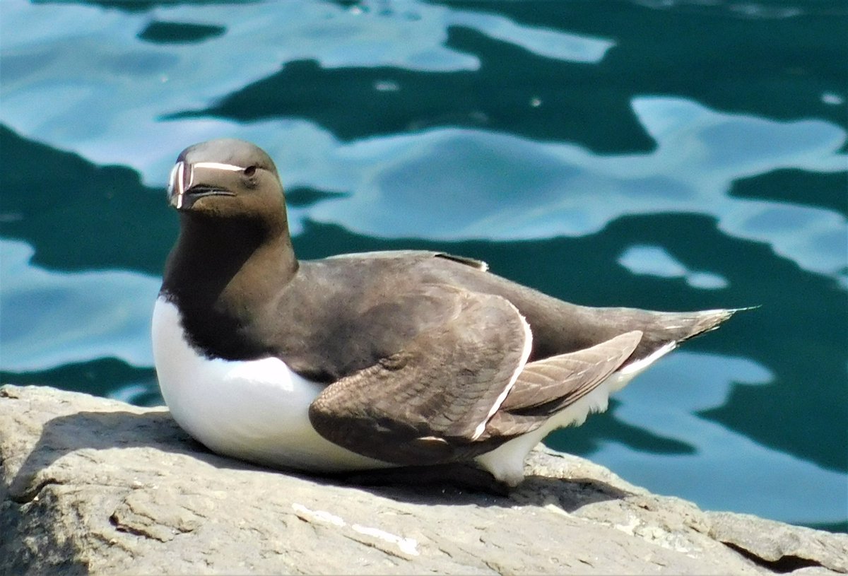 🌊 #30DaysWild, #Day10 📷 During my #trek down #Whaligoe Steps this sunny #SaturdayAfternoon, noticed this razorbill sunbathing ☀️ #Caithness #Scotland #Coastal #Sunshine #SaturdayVibes #Nature #Photography #Outdoors #Blogger #BirdWatching #SeaLife 🏴󠁧󠁢󠁳󠁣󠁴󠁿