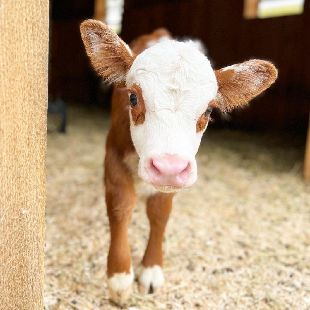 CowoftheDay1's tweet photo. 📅 13th June 2023
🐮  Pearl
🏷️ Instagram/sleepypigfarm
💕 #animaloftheday https://t.co/snsJ1l1Jbr