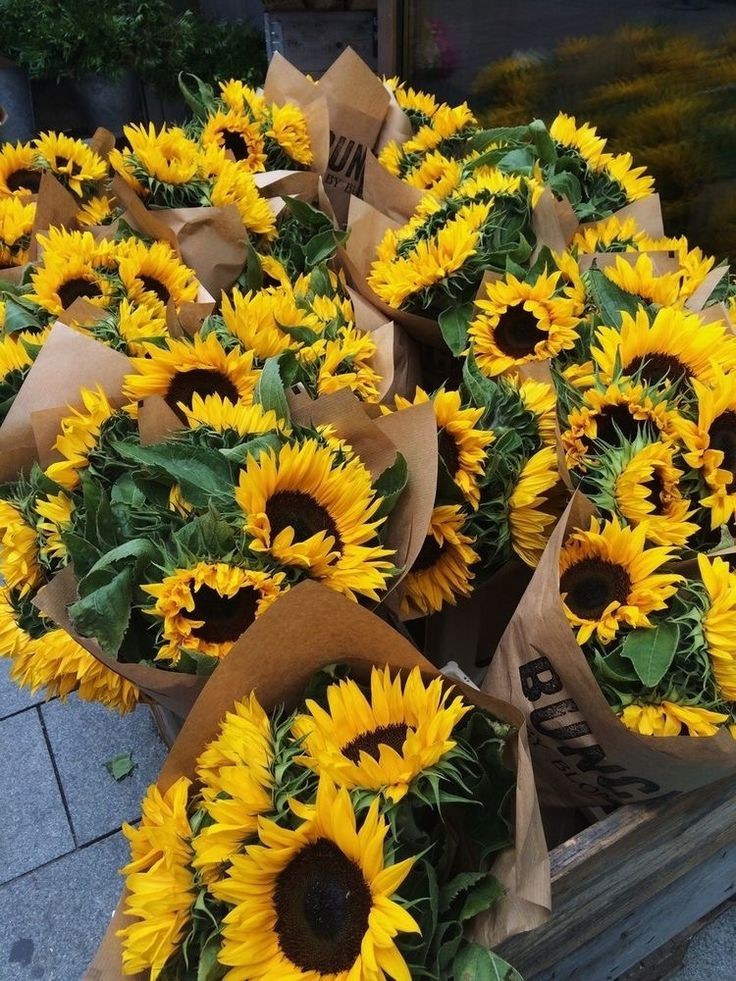 Chasing sunflowers is my therapy