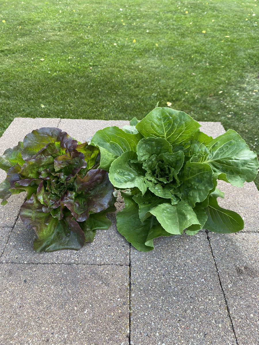 Heirloom Grown tweet media