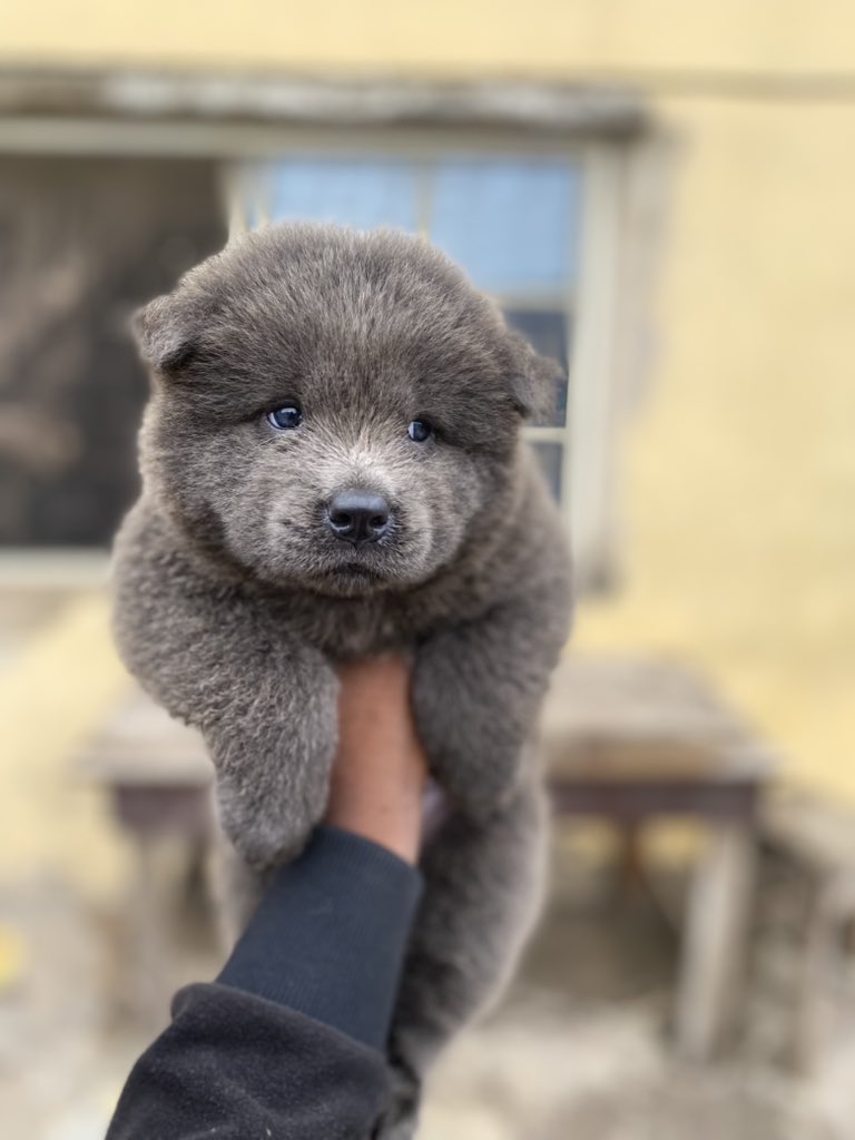 ⚔ knight chow chow 🐶 ⬛🟨 tweet media