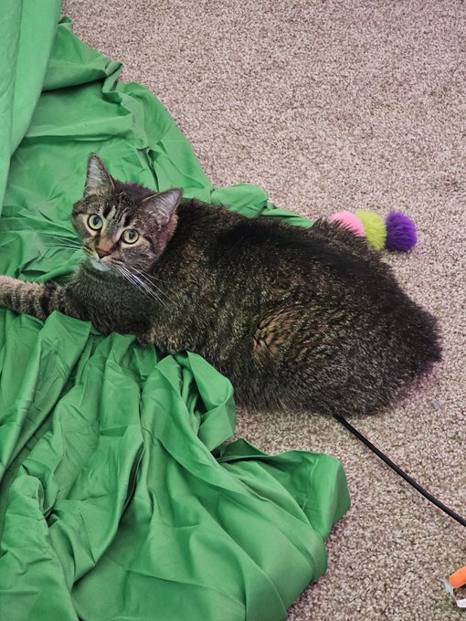 Happy #Caturday. Check out the CEO inspecting my work. https://t.co/ZSgBg19W3E<a href="/tag/caturday"class="tags">#Caturday</a>