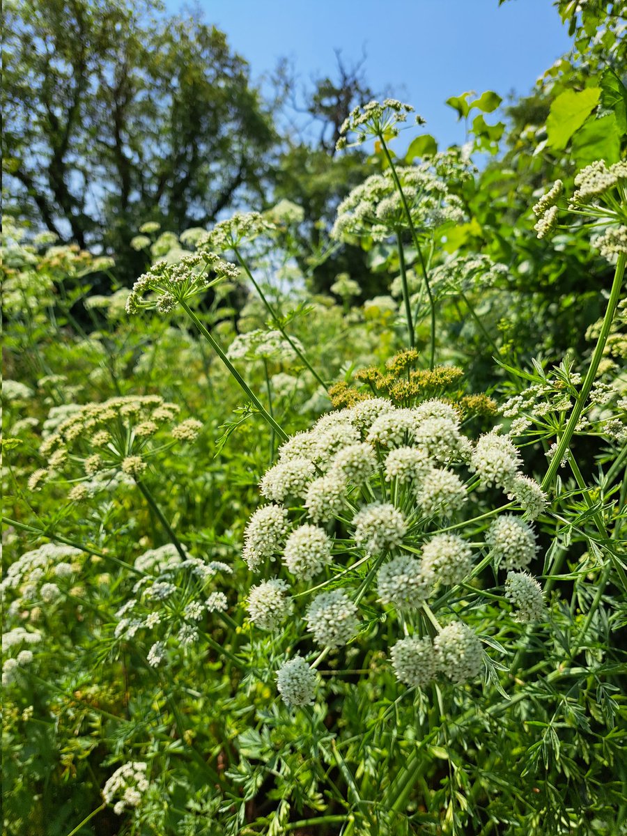 Just add sugar and water #elderflowercordial