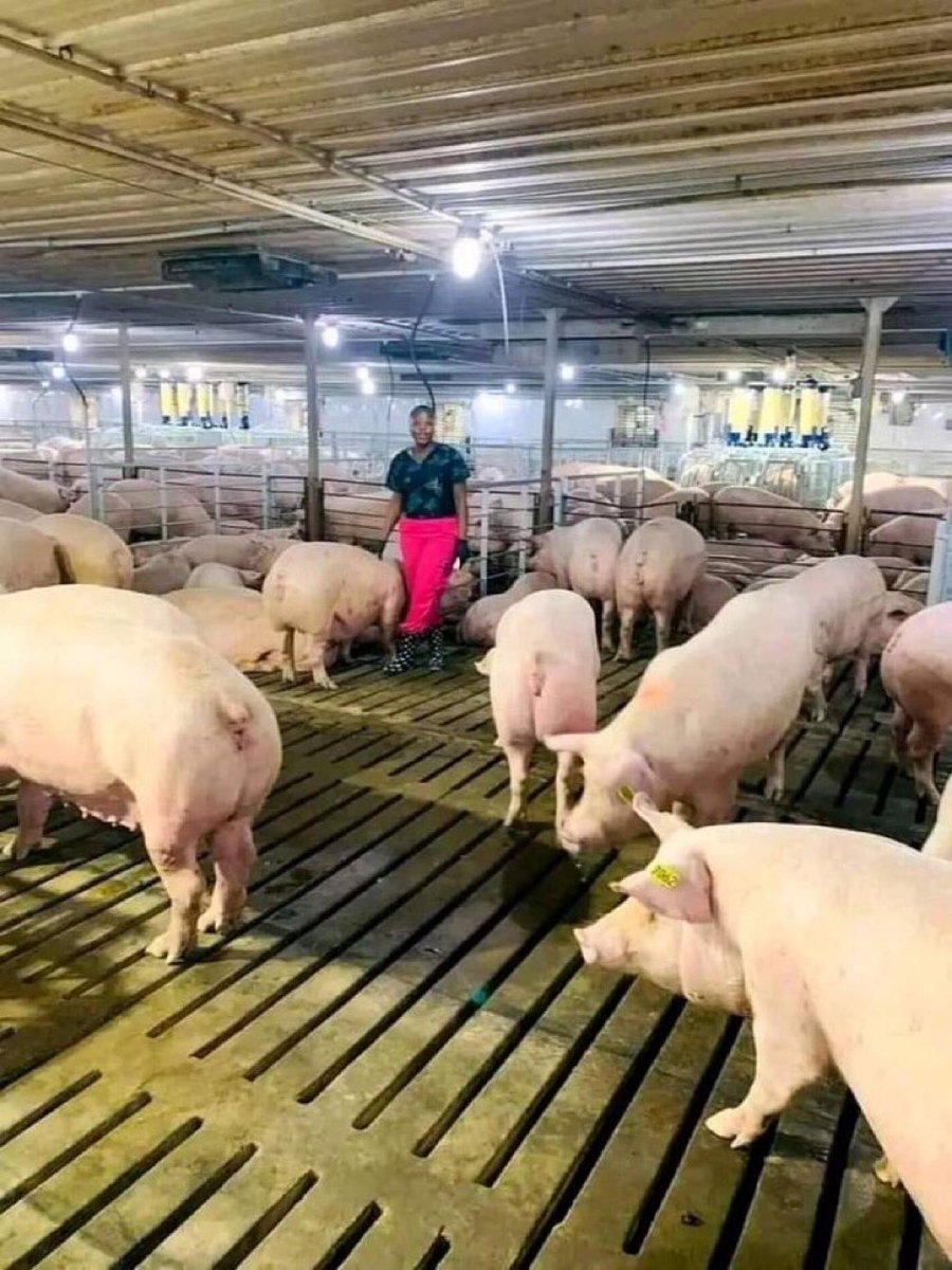 If you’re interested in pig 🐖 farming, like and retweet.