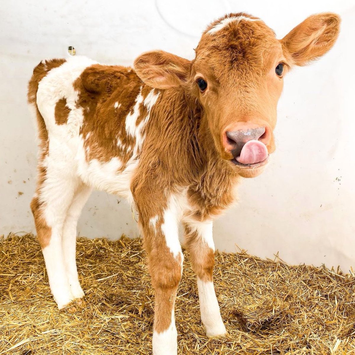 CowoftheDay1's tweet photo. 📅 15th June 2023
🐮 Daisy
🏷️ Instagram/droos.moos
💕 #animaloftheday https://t.co/EngeN12oJg