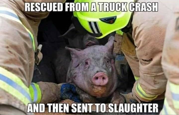ImKhan70's tweet photo. Hypocrisy and cruelty is when a pig is... https://t.co/hRImENxTvL