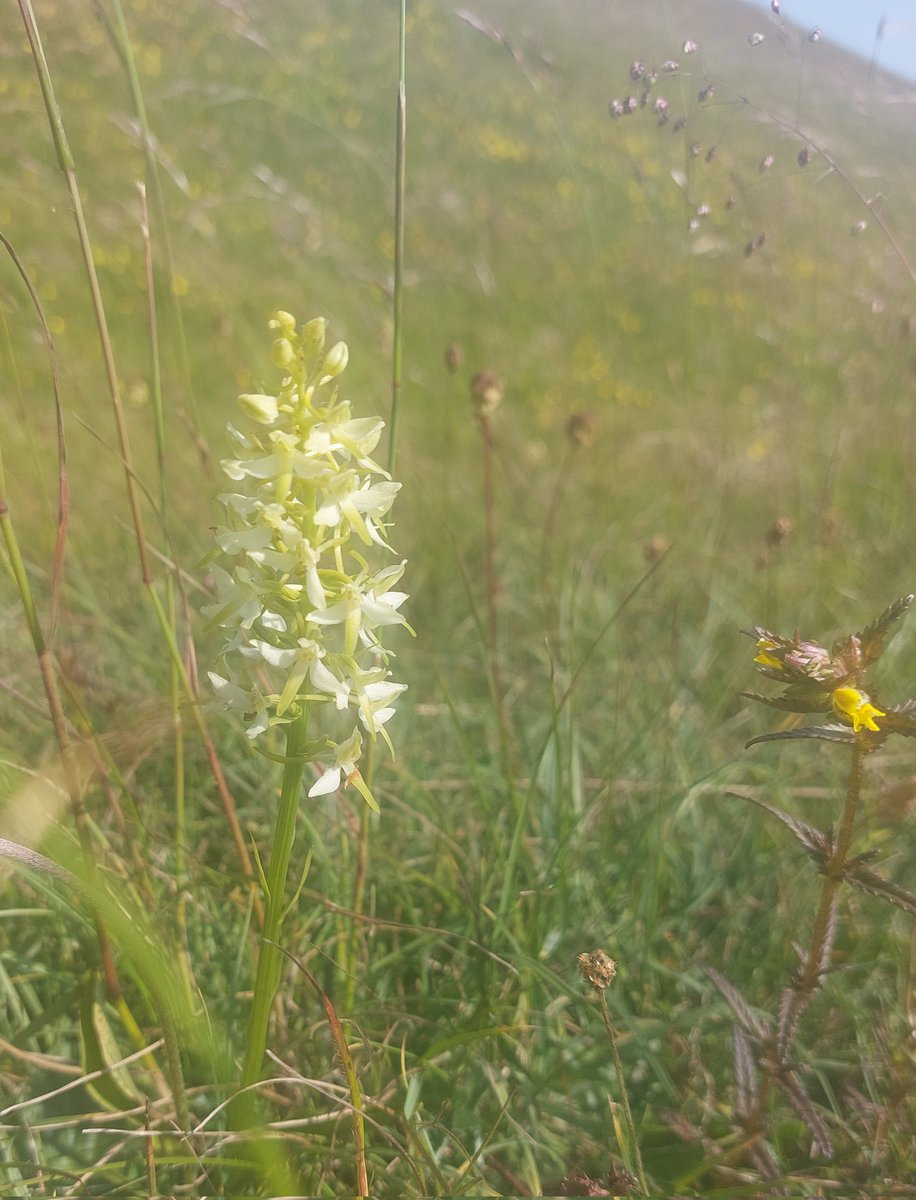 9/6/2023.
A visit yesterday to Pewsey Downs, Wiltshire, to find Burnt orchids and Lesser Butterfly, but the greatest thrill was for the first time finding a perfect specimen of a pure white Common Spotted orchid.
@NE_Wessex
 @visitpewseyvale 
@BSBIbotany 
@ukorchids