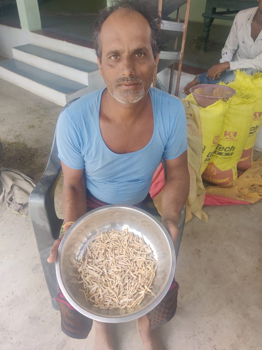 Devaranya_Yojna's tweet photo. SMPB के द्वारा देवारण्य योजनांतर्गत रायसेन जिले के ग्राम खमरिया में सफ़ेद मूसली की खेती कर रहे कृषकों से मिलकर तकनीकी सहयोग एवं मार्केट लिंकेज के प्रयास और #Devaranya योजना का प्रचार-प्रसार किया जा रहा हैं।@ChouhanShivraj @JansamparkMP @ayush_mp @kawreramkishor @GowdaIas @moayush https://t.co/MGTyuZntK9
