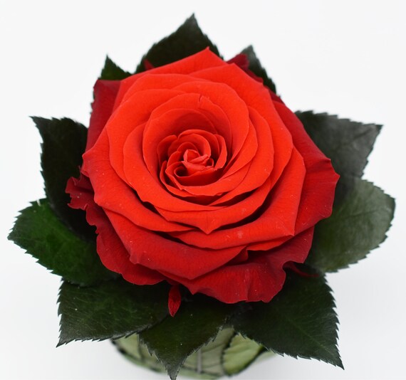 flora_fountain's tweet photo. Single Preserved Rose leaf covered vase/Eternal https://t.co/1wo2sn8azu #floralarrangement #tablecenterpiece #preserveroses #leafvase @etsymktgtool https://t.co/wUwoXpMwPe