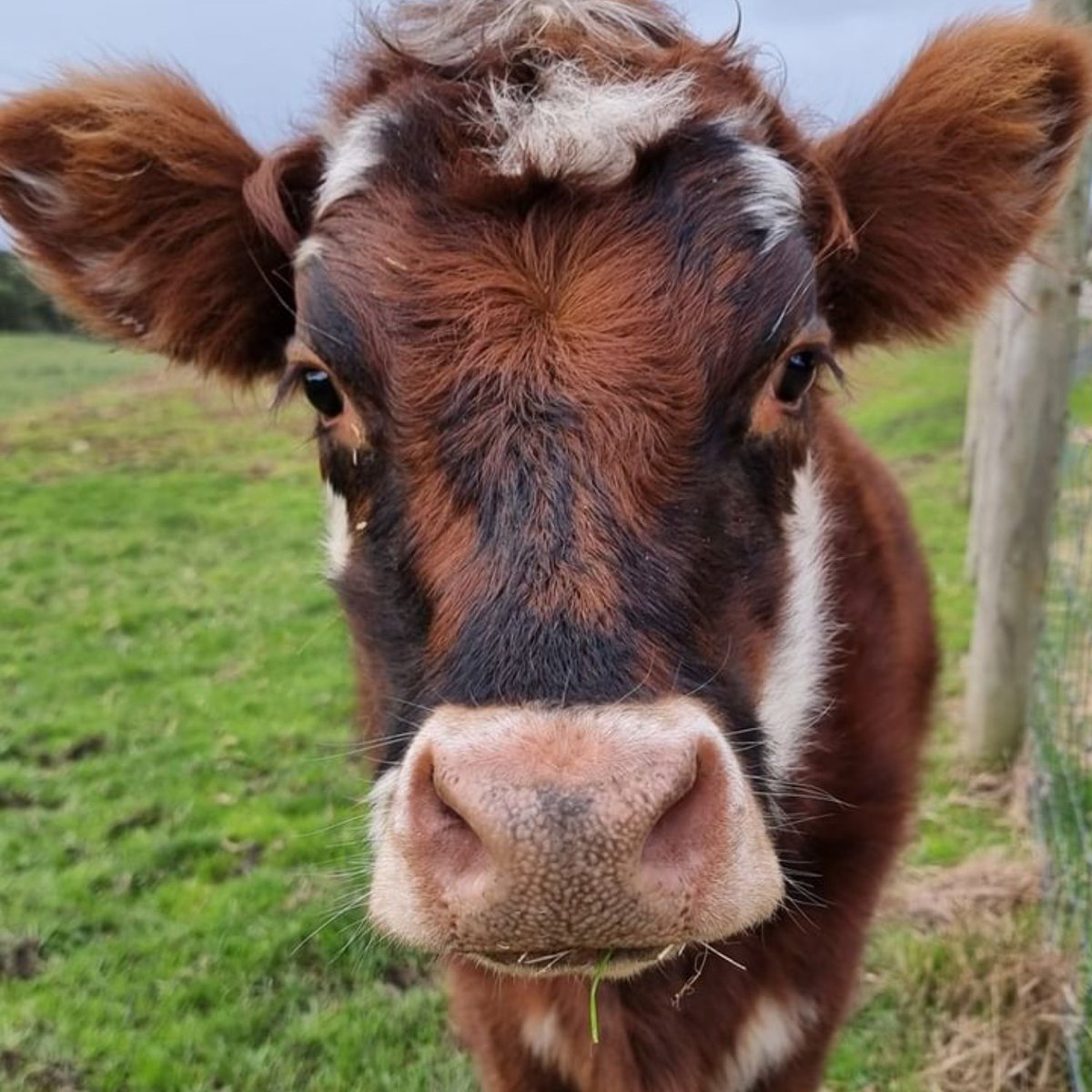 CowoftheDay1's tweet photo. 📅 17th June 2023
🐮 Daisy
🏷️ Instagram/myunafarm
💕 #animaloftheday https://t.co/W5ptO6mCad