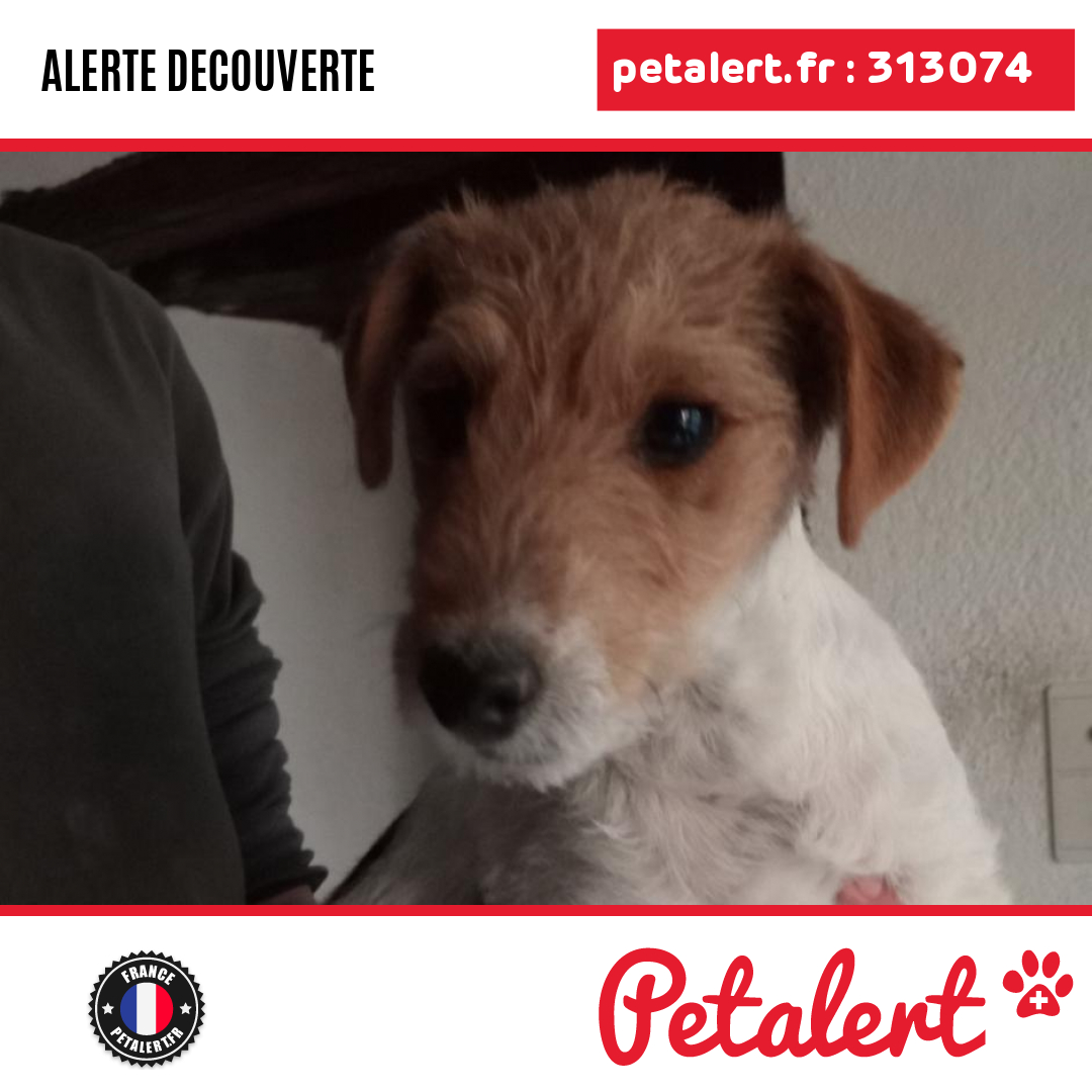 petalert_france's tweet photo. Trouvé #Chien #Drome #FrancillonSurRoubion #Petalert #PetAlert26 / https://t.co/WNWwMUcwQf https://t.co/WmSbsfBUF4