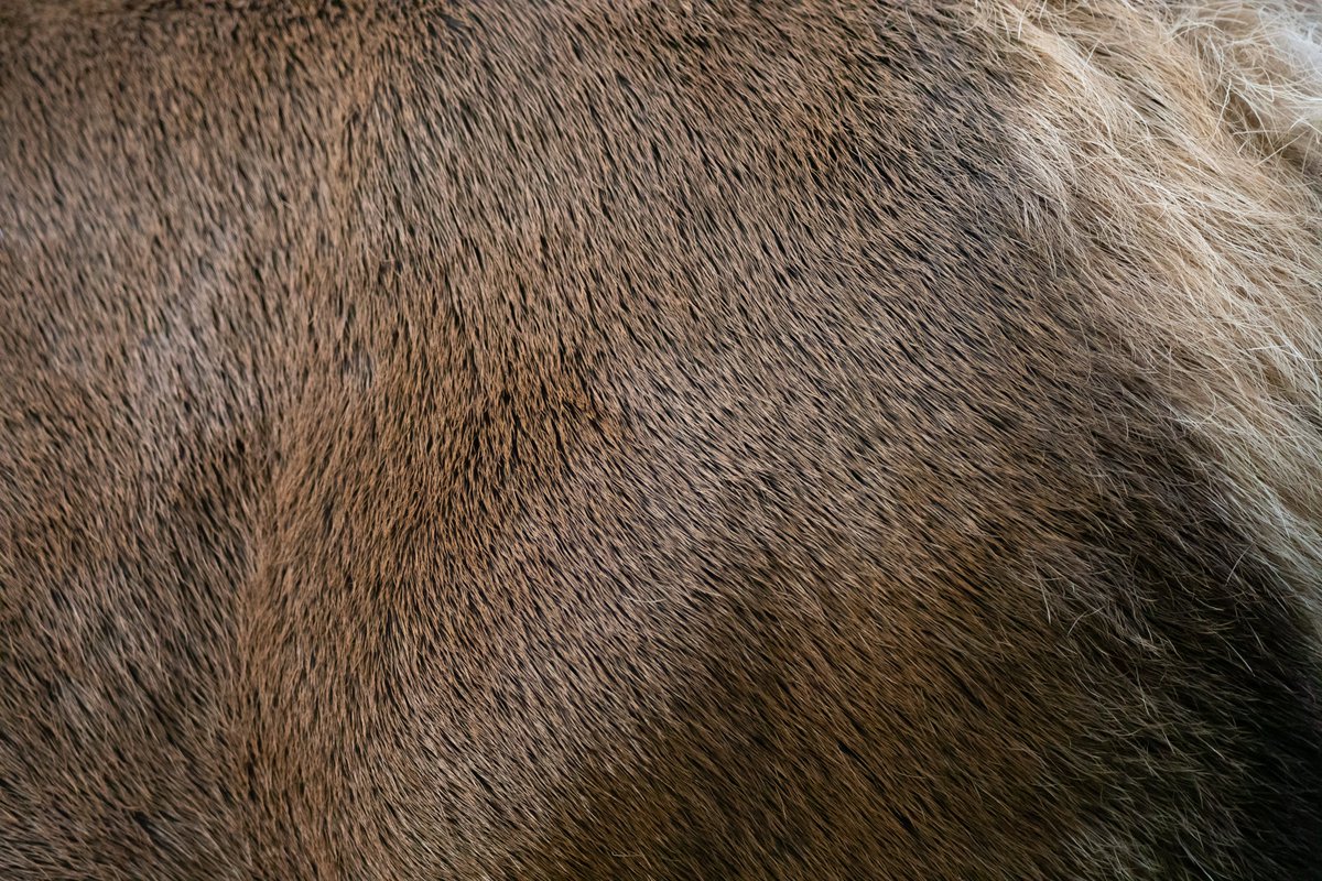 #Elk fur close-up! Did you know that it is partially waterproof? This is an important adaptation for our elk in the #GSMNP, given that it is a temperate rainforest!

#wildlife #photography #animalphotography #wildlifephotography #elkphotography