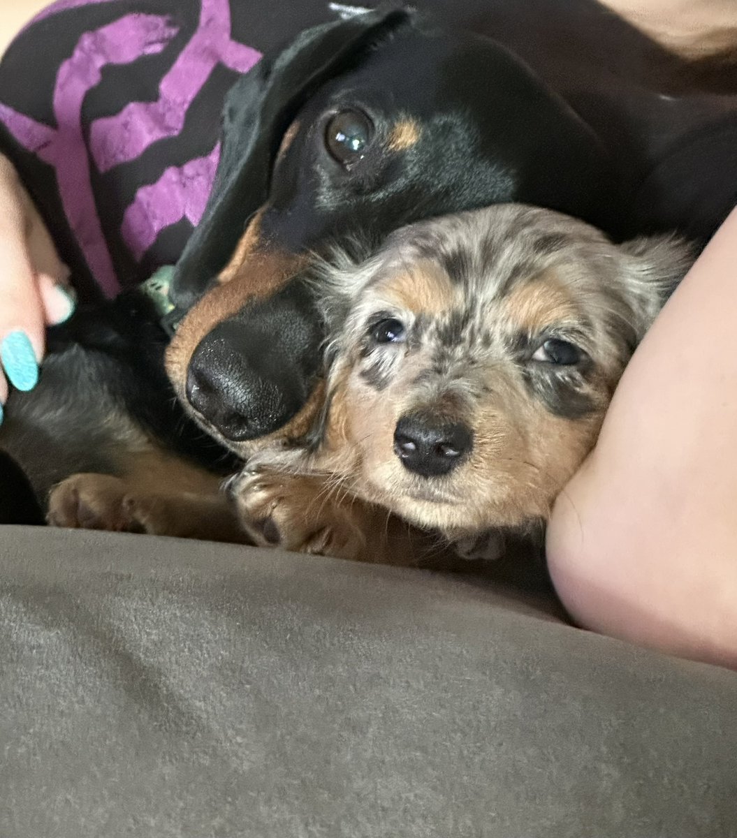 RumbleBunny777's tweet photo. 🩶🐶🩷
Welcome the newest member of our family Sable!!
#silverdapple #silverdappledachshund #puppy #doxie #dachshund #minidachshund https://t.co/Lv2Ag5QEPw