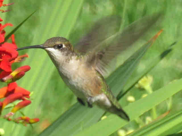 Anyone seeing many hummingbirds around yet? I’ve only seen a handful so far but they are around. Share some pollinator pics if you’ve got any! 🐝 #springhassprung #pollinators #lakelandplantworld