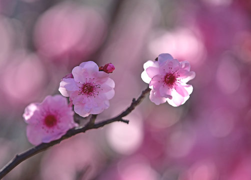 Cherry blossom 🌸🍃🌸🍃🌸🍃