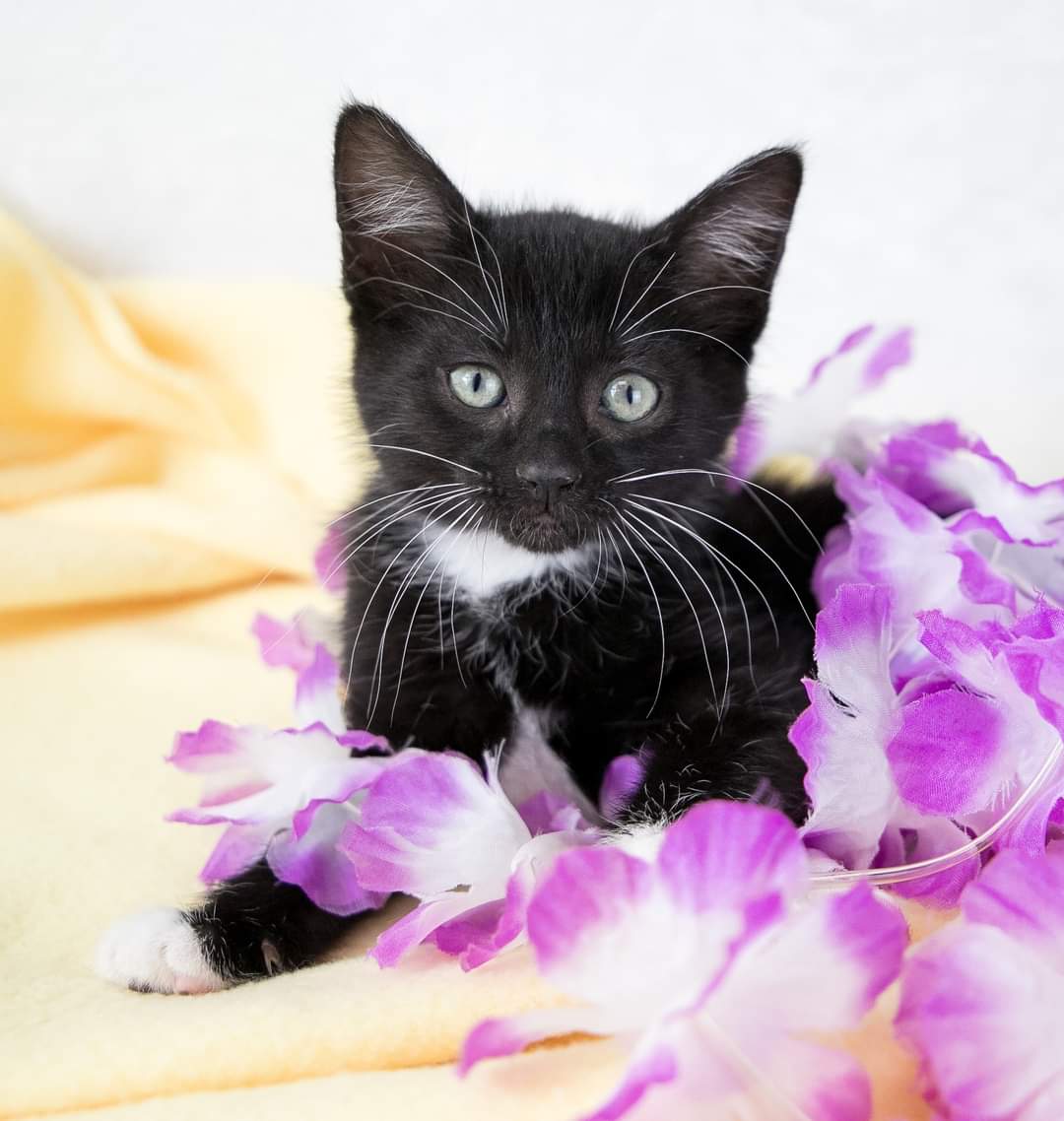 Mostly Mutts tweet media