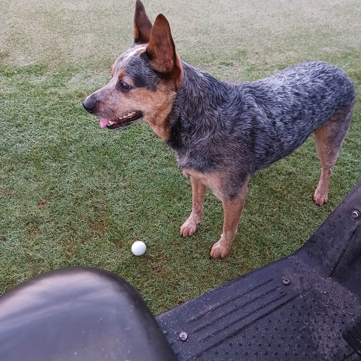 His 1st day on the course. Took some getting use too, The cart was scary the dark was scary and now he's a pro at it. #Dogsofturf #Turfdog