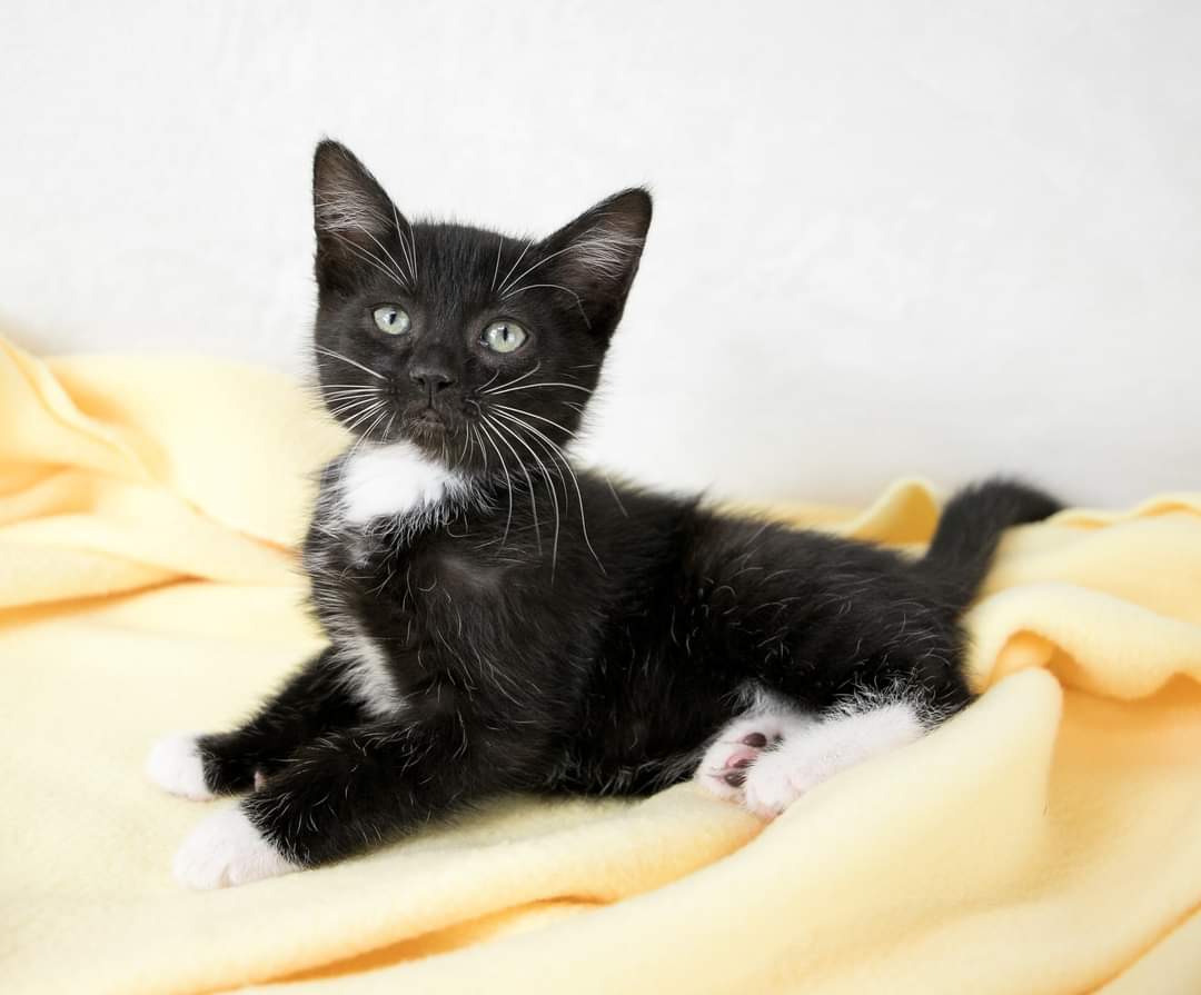 Mostly Mutts tweet media