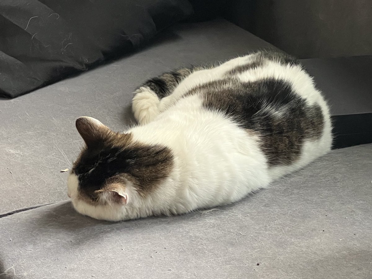 OhRatboy's tweet photo. Exhausted Caturday ⁦@LisaLoeb⁩ ⁦@LilandMad⁩ ⁦@thisiscallmekat⁩ ⁦@SimonsCat⁩ ⁦@EvilLoeb⁩ ⁦@8Outof10Cats⁩ ⁦@feliciaday⁩ https://t.co/6JKmZUV8qd