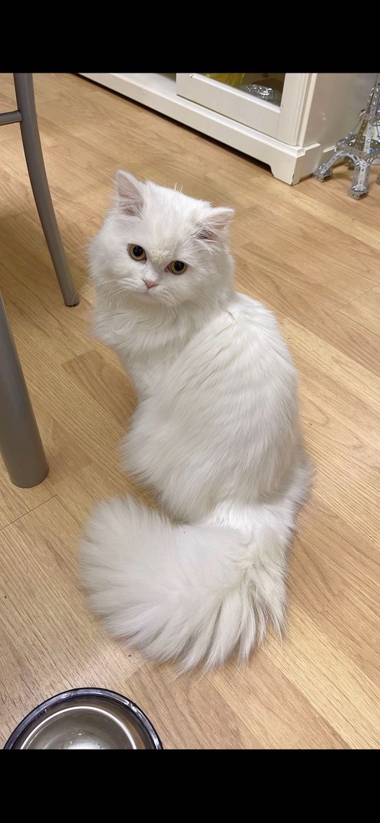 cat_granada's tweet photo. This beautiful male British longhair #cat was purchased from a breeder at huge cost in #madrid she’s fed up with him now and has dumped him at the #RESCUE less than a yr old #adoptable #AdoptDontShop #longhaircat #britishcat https://t.co/ARM0BiPDVw