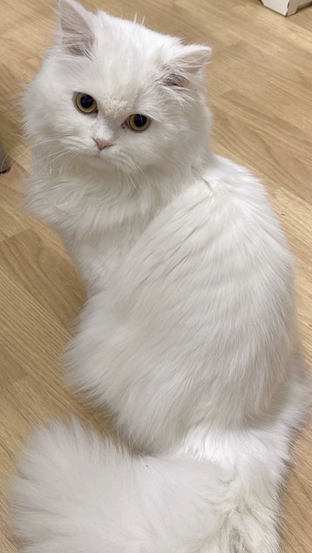 cat_granada's tweet photo. This beautiful male British longhair #cat was purchased from a breeder at huge cost in #madrid she’s fed up with him now and has dumped him at the #RESCUE less than a yr old #adoptable #AdoptDontShop #longhaircat #britishcat https://t.co/ARM0BiPDVw