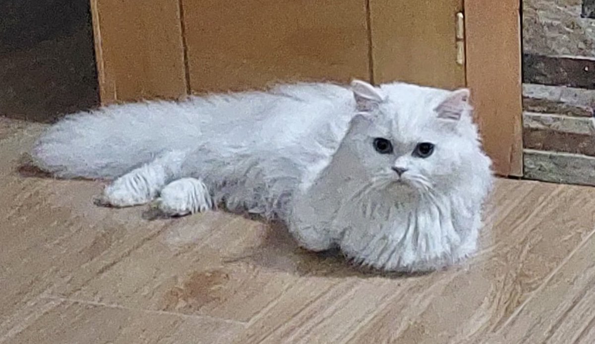 cat_granada's tweet photo. This beautiful male British longhair #cat was purchased from a breeder at huge cost in #madrid she’s fed up with him now and has dumped him at the #RESCUE less than a yr old #adoptable #AdoptDontShop #longhaircat #britishcat https://t.co/ARM0BiPDVw
