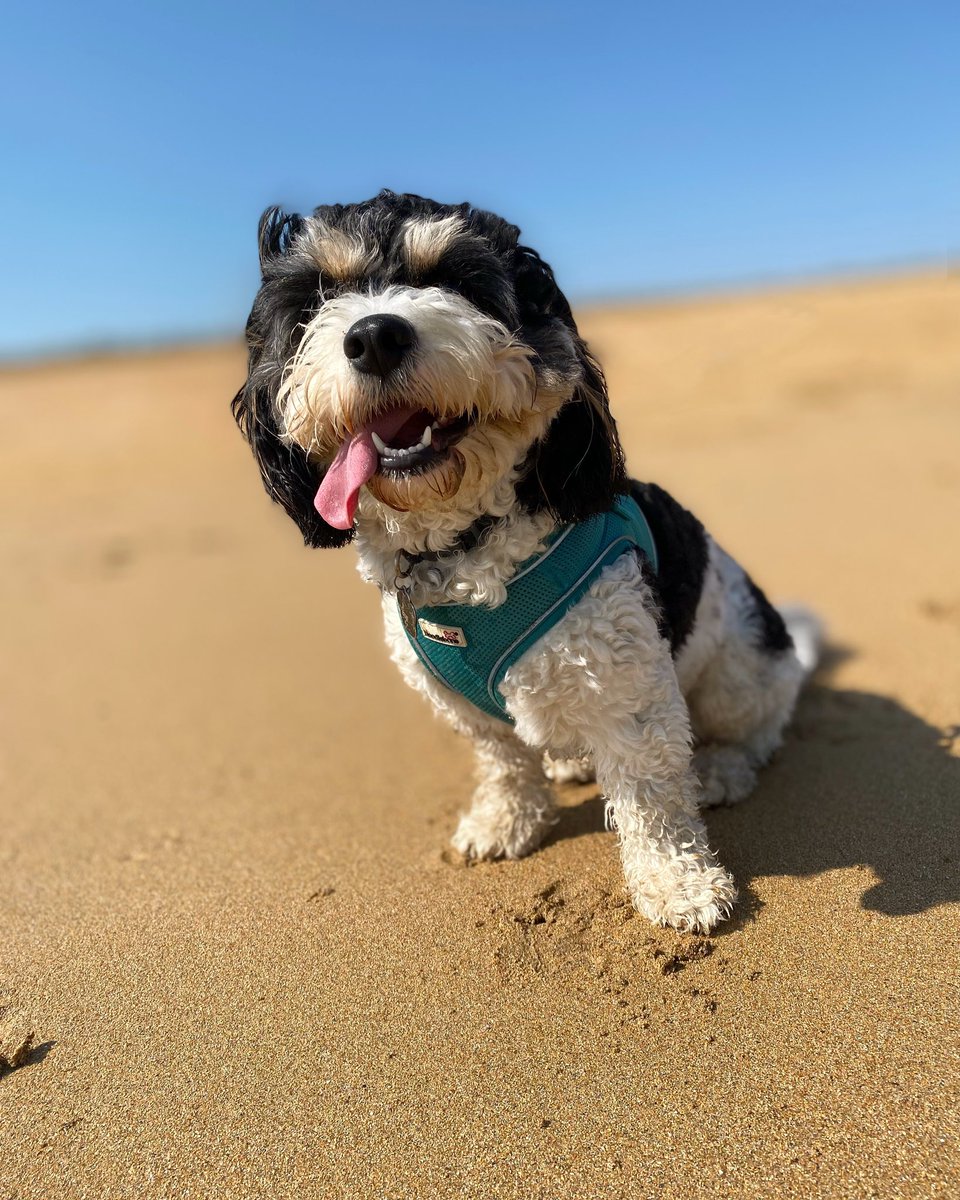 MrsMassonCPD's tweet photo. So lucky to have this beach on our doorstep ☀️🥰😌 https://t.co/XImvLdW6nt