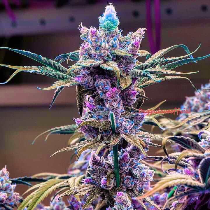 Crazy colors

t.me/+C2PYs6-BPj40O…