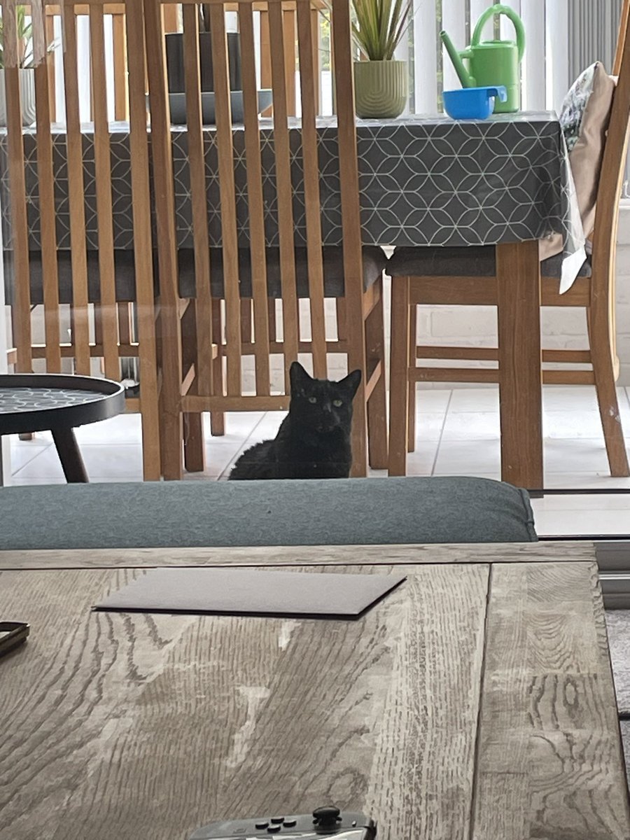 Hi Cookie. No idea why you’ve been sat there staring at me through the conservatory doors for the last ten minutes. You are a strange little thing #CatsofTwittter