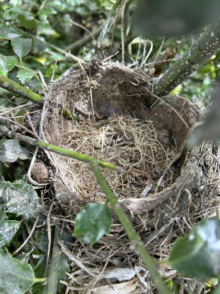 BirdAndGarden's tweet photo. #Robins have just #fledged . Pretty cool to be in the #garden and see this. #nesting #birdwatching #birders #TwitterNatureCommunity https://t.co/COytVmVpfK