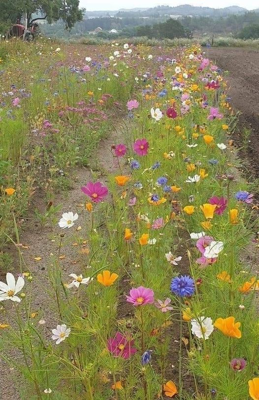 pierpi13's tweet photo. In Danimarca i proprietari di grandi terreni agricoli, in base alle ultime leggi varate a tutela dell'ambiente,devono obbligatoriamente coltivare il 5% del loro terreno con varie tipologie di fiori; per favorire l' impollinazione e proteggere le api. Quando basta poca e sana buona volontà (e intelligenza) per tutelare tutti, incluso il futuro dei bambini.