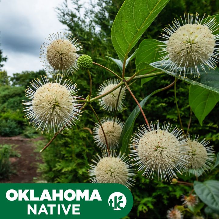 Our next #OklahomaNativePlant does double duty as pollinator magnet & stunning fall foliage. Buttonbush is loaded with fragrant satellite blooms  in spring that transform to show-stropping auburn seedpods each fall. 

Provides a fall feast for native songbirds! Matures at 6-8'.