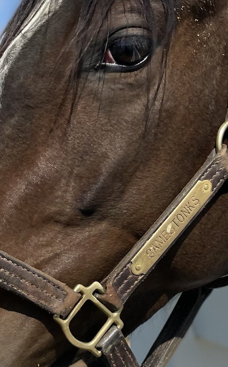 browch05's tweet photo. Hey @ReyGutiJockey, have some fun and maybe shock a few people today 📈 #Gamestonks #GME #MdBred https://t.co/gbCjN0xDoB