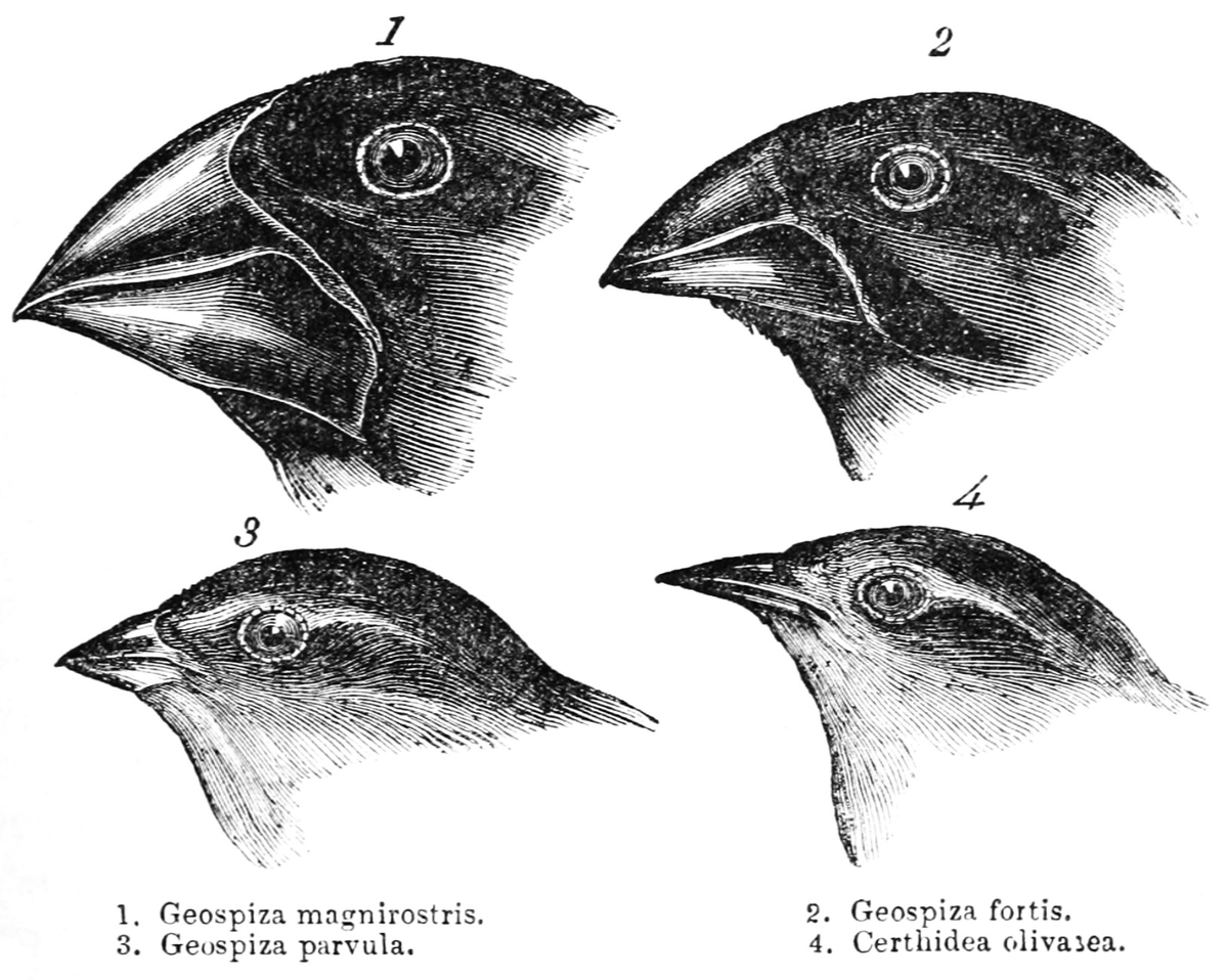 Charles Darwin wrote, on the Galapagos finches, that it looks as if  'one species had been taken and modified for different ends.'

But why are the beaks different?

The answer, in part, is a protein called Bmp4. This paper is a modern classic.🧵

science.org/doi/10.1126/sc…