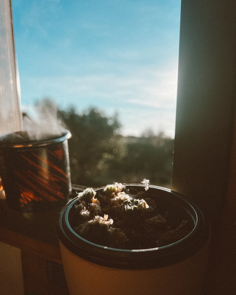 A good morning coffee picture from our first morning in Portugal in 2023.
The baby plant is looking also much better. Slowly slowly.
.
#vanlifemovement #vanlifemovement #vanlifeculture #vanlifegram #vanlifedestination #vanlifeclub #vanlifestories #vanlifecamper #vanlifeportugal