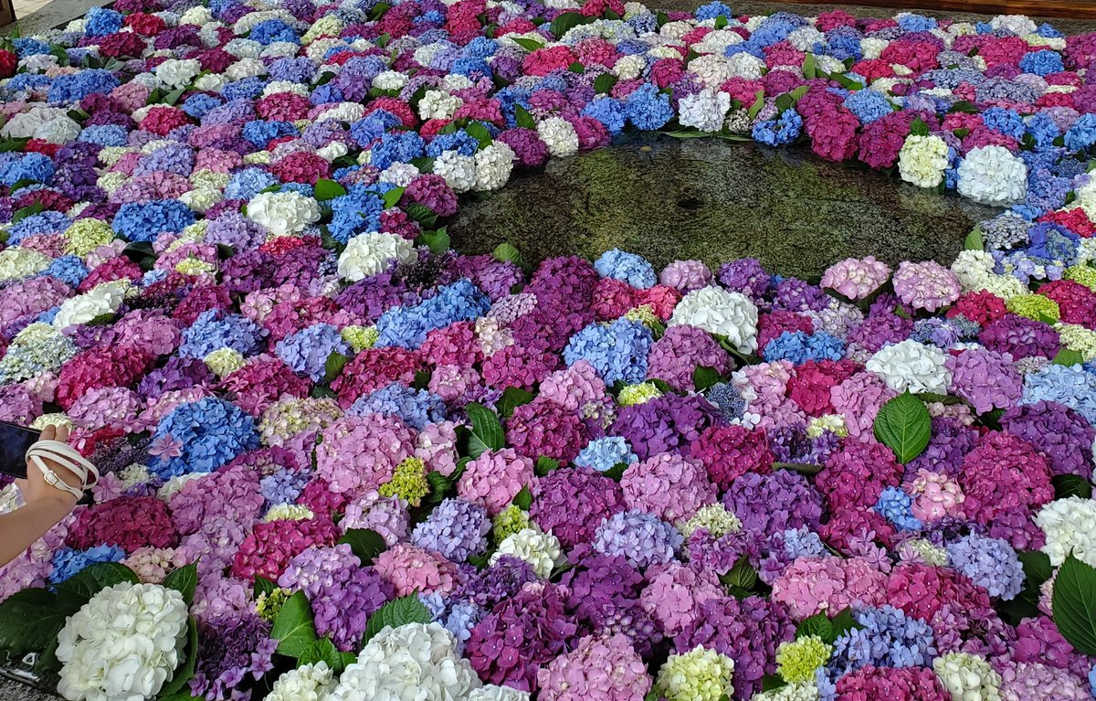 色鮮やかな紫陽花に魅せられた一日✨ https://t.co/Ou65xj6bIP