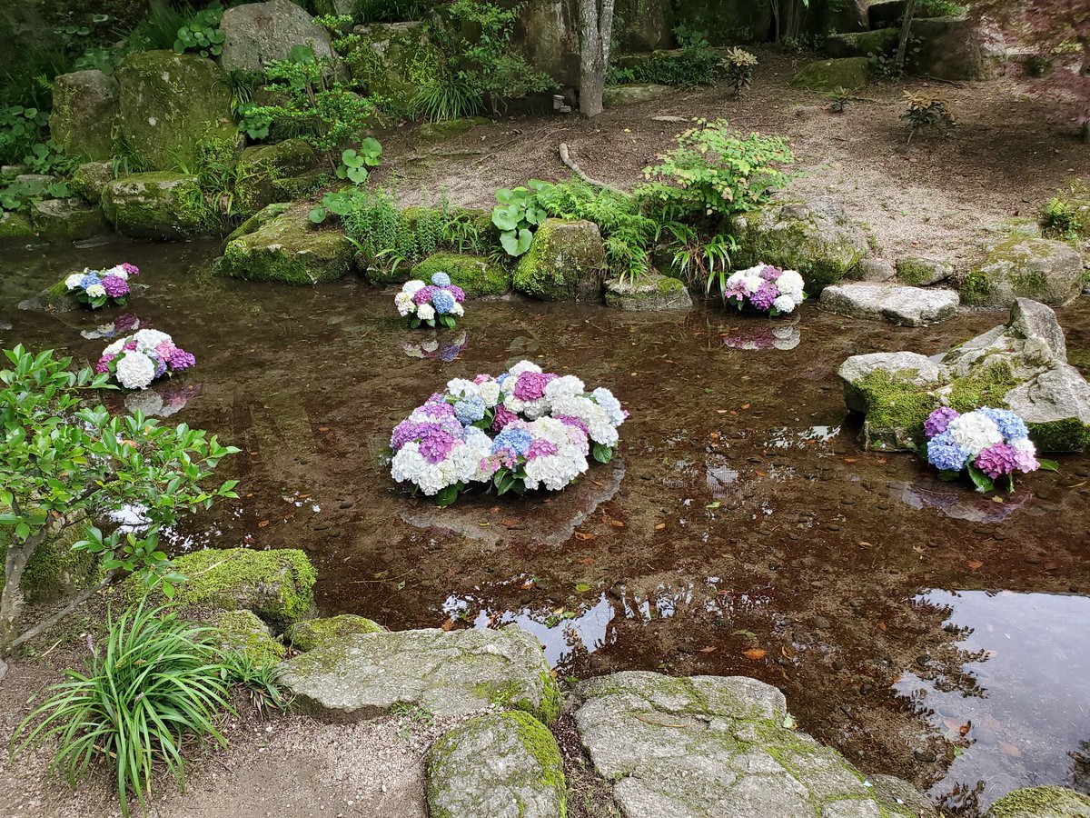 色鮮やかな紫陽花に魅せられた一日✨ https://t.co/Ou65xj6bIP