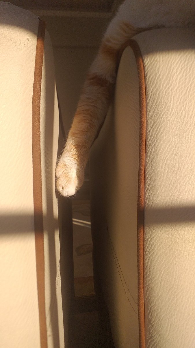 yakışıklı ve patisi var çok havalı