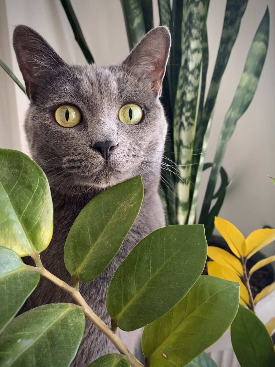 GM!

Caption this.

#Caturday