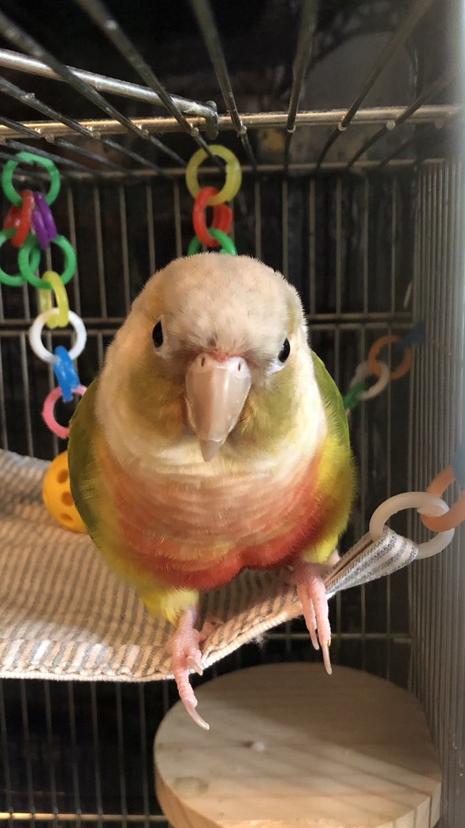 siokoshou3's tweet photo. 今日はマック🦜の3歳のお誕生日🎉
お迎えした時はご飯を食べず途方に暮れていたけれど、今では人間のことが大好きなベタ慣れちゃんに育ってくれました。毎日可愛いよ☺️ https://t.co/AwglQKuGw0