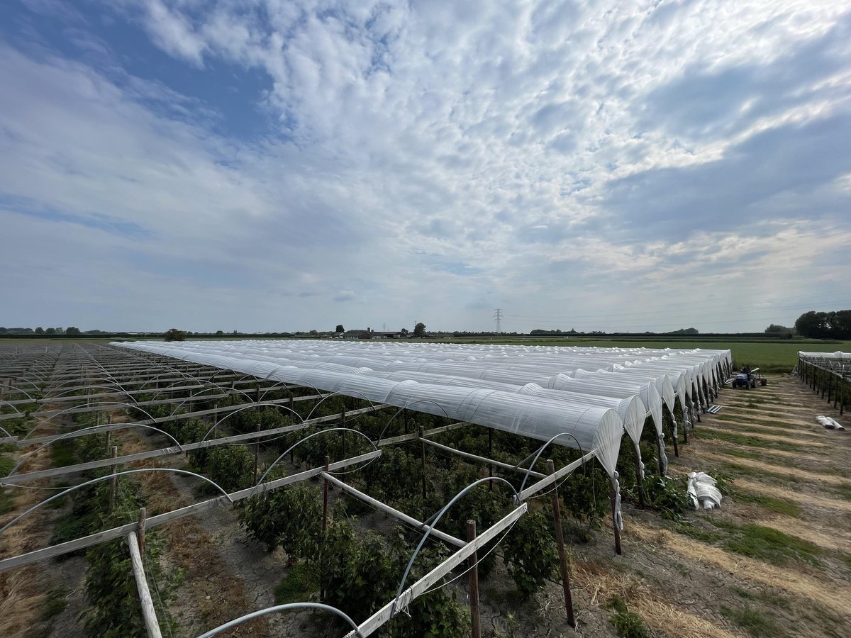 desikkert's tweet photo. Begin gemaakt overkappen nieuwe locatie. #hollandsfruit #desikkert #trotsopdeteler #rodebessen https://t.co/1gHA0dNVHE